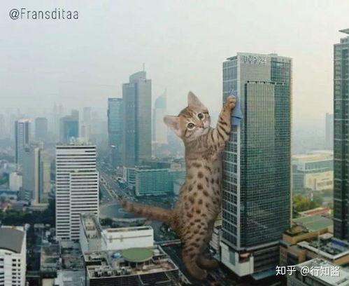 河南都市爆料猫咪事件视频,温情与争议交织的救助瞬间  第3张